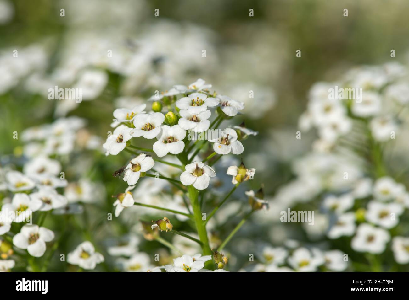 Alpina flowers hi-res stock photography and images - Page 8 - Alamy