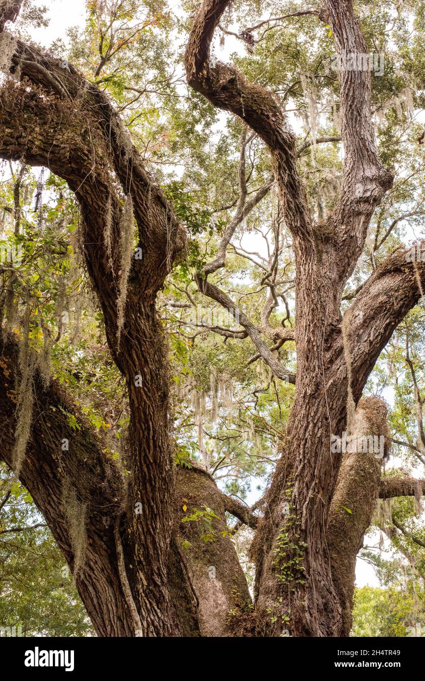 Pat Conroy's book The Water is Wide was set in Daufuskie Island, SC