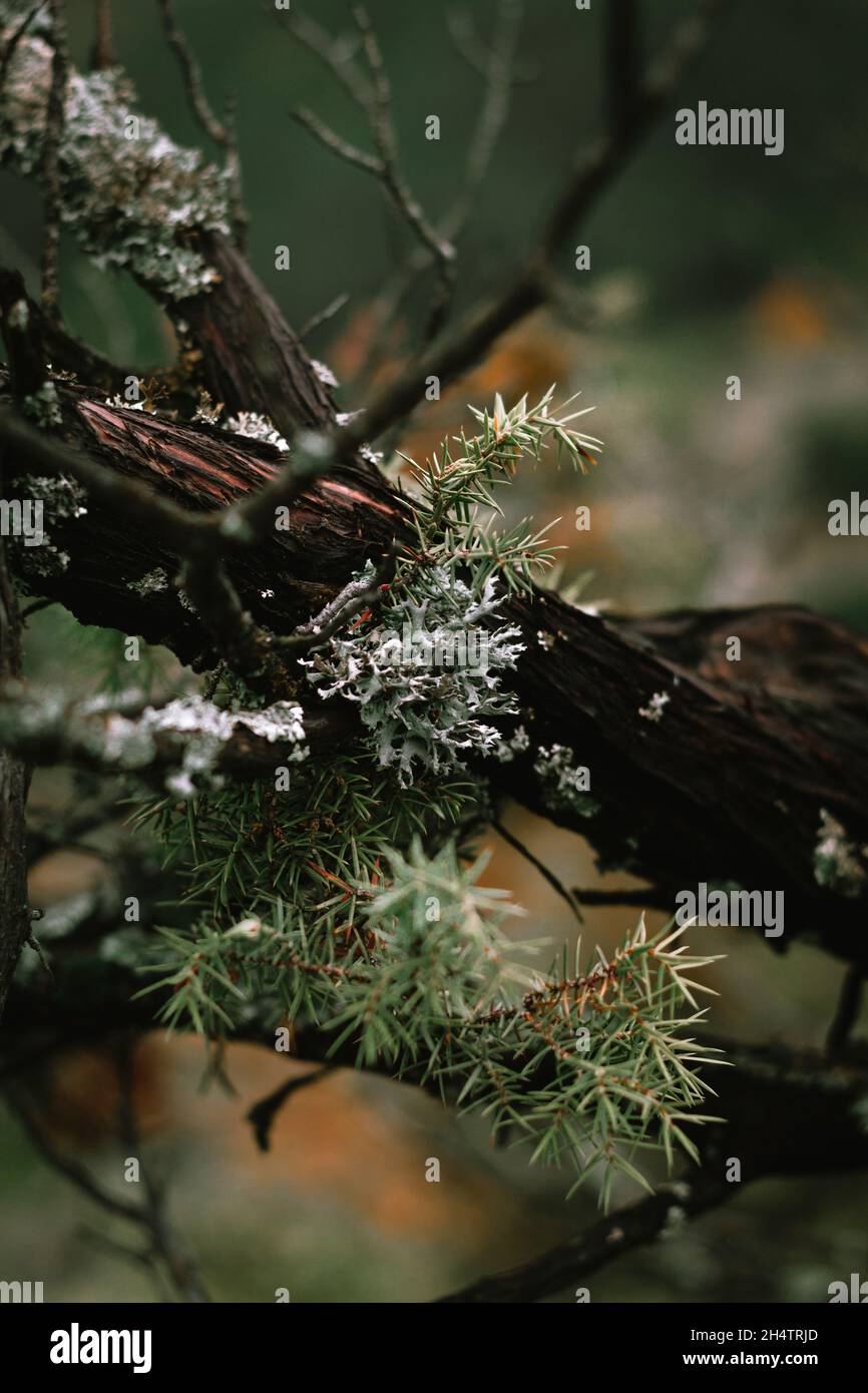 Old wet pine tree branches. Stock Photo