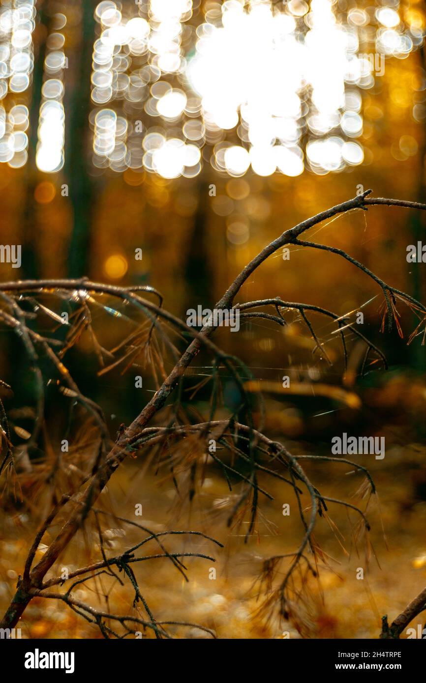 Close up pine branch with some spider web on it. Stock Photo