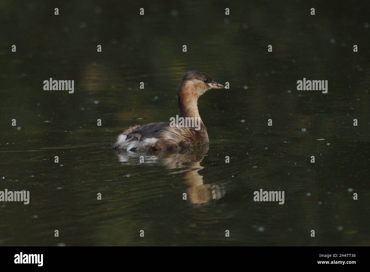 Little Grebe swimming on some still lake water. England, UK. Stock Photo