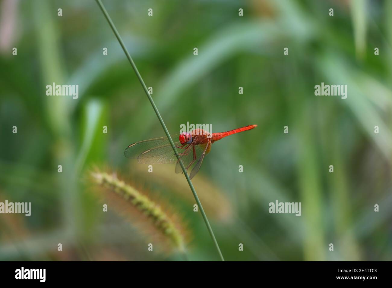 A red dragonfly sitting on a green stem Stock Photo - Alamy