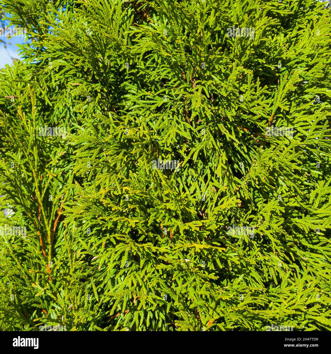 Cypress tree wood texture hires stock photography and images Alamy