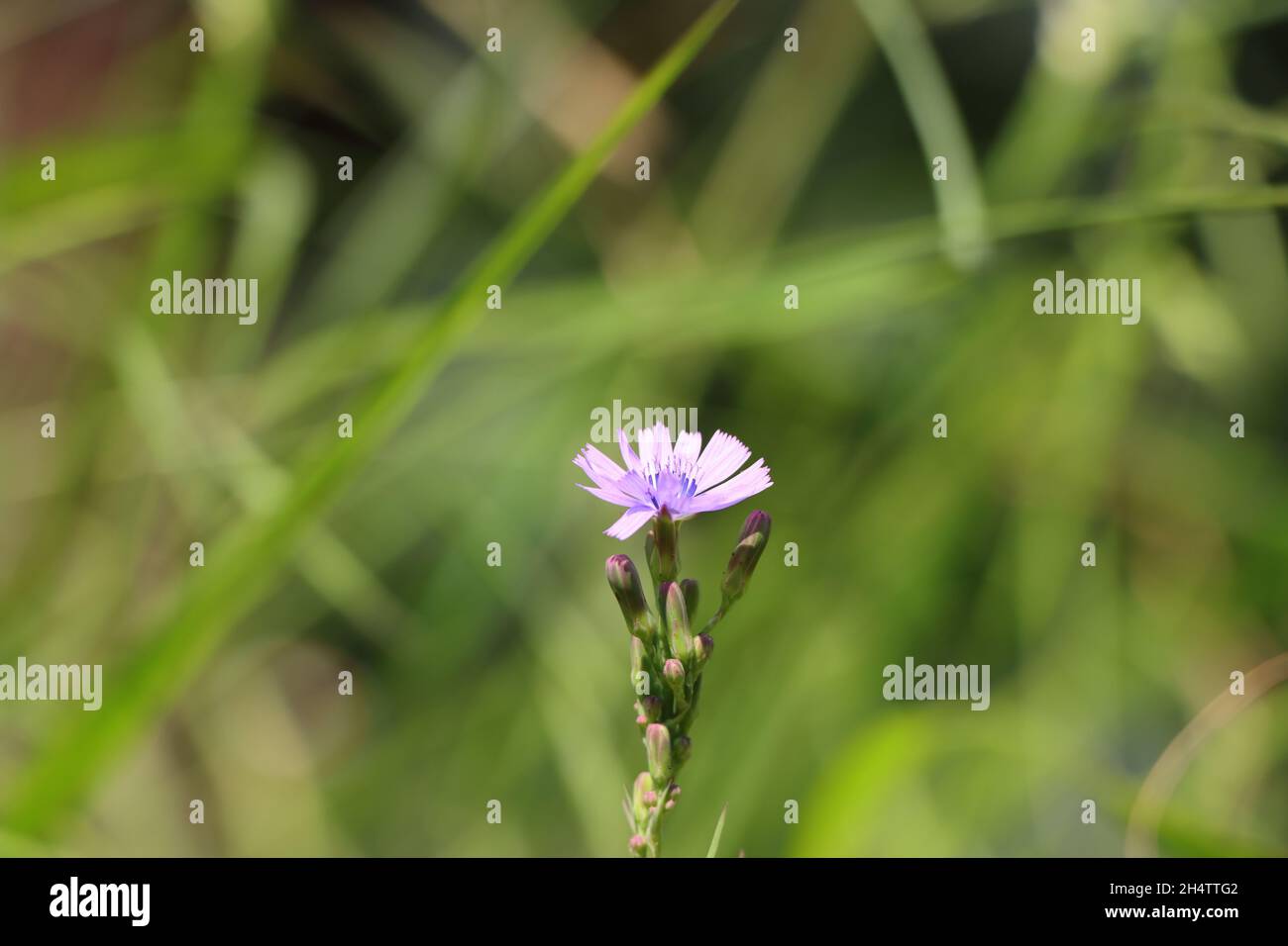 Lactuca tenerrima with light violet flower Stock Photo