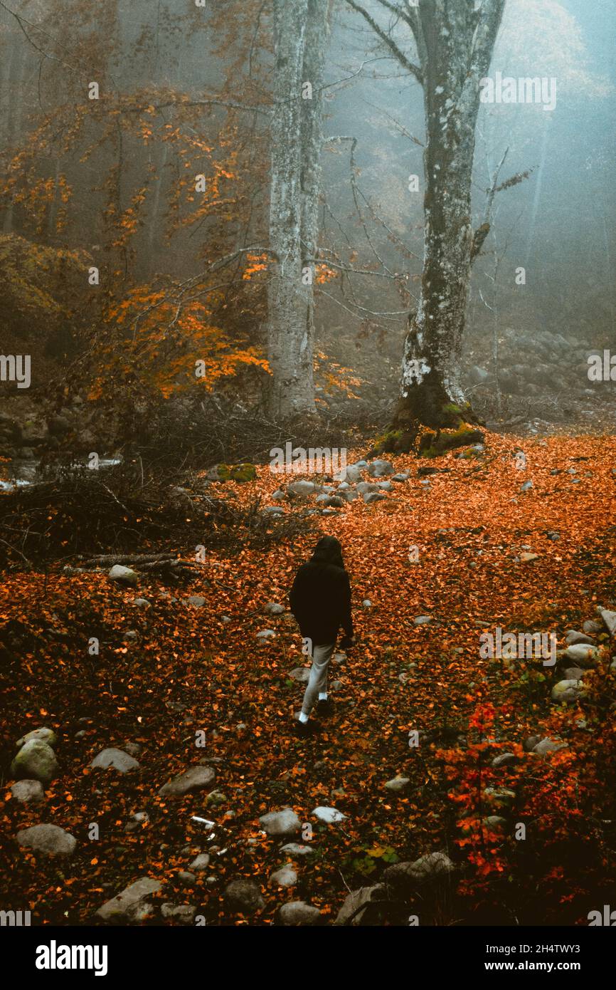 Walking in the spooky foggy forest. Stock Photo