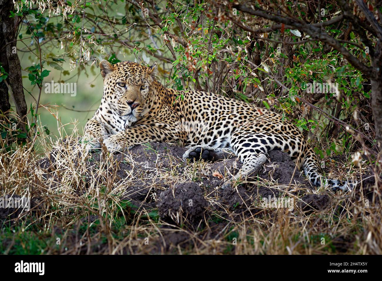 Leopard - Panthera pardus, big spotted yellow cat in Africa, genus Panthera cat family Felidae, portrait in the bush in Africa, adult male rest, yawn Stock Photo