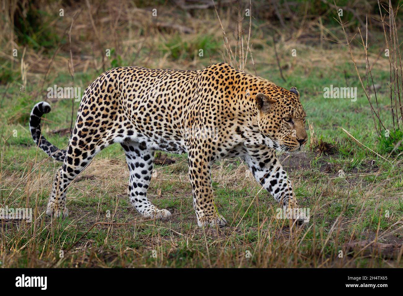 Leopard - Panthera pardus, big spotted yellow cat in Africa, genus Panthera cat family Felidae, portrait in the bush in Africa, adult male rest, yawn Stock Photo