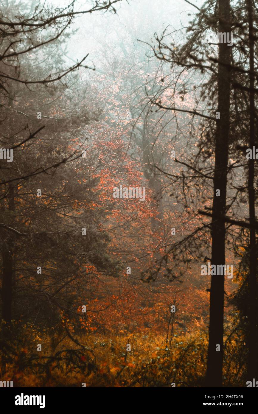 Foggy scene in the forest. Stock Photo
