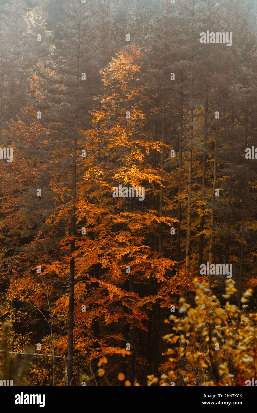 Scenic foggy vertical photograph of some orange trees. Stock Photo