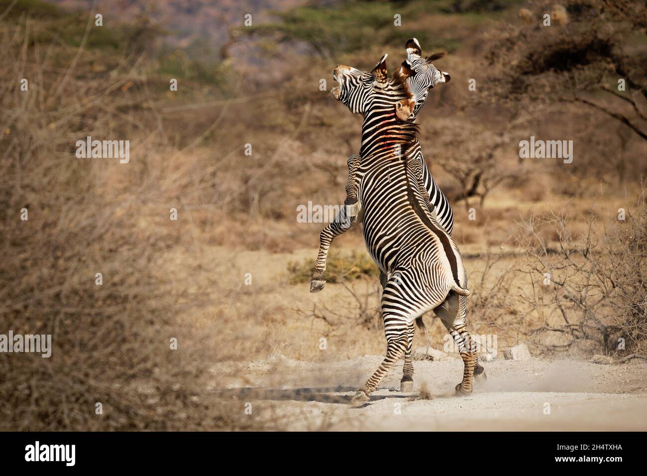 Grevys Zebra - Equus grevyi also Imperial zebra, bloody fighting duel, largest living wild equid, most threatened of the three species, found in Kenya Stock Photo