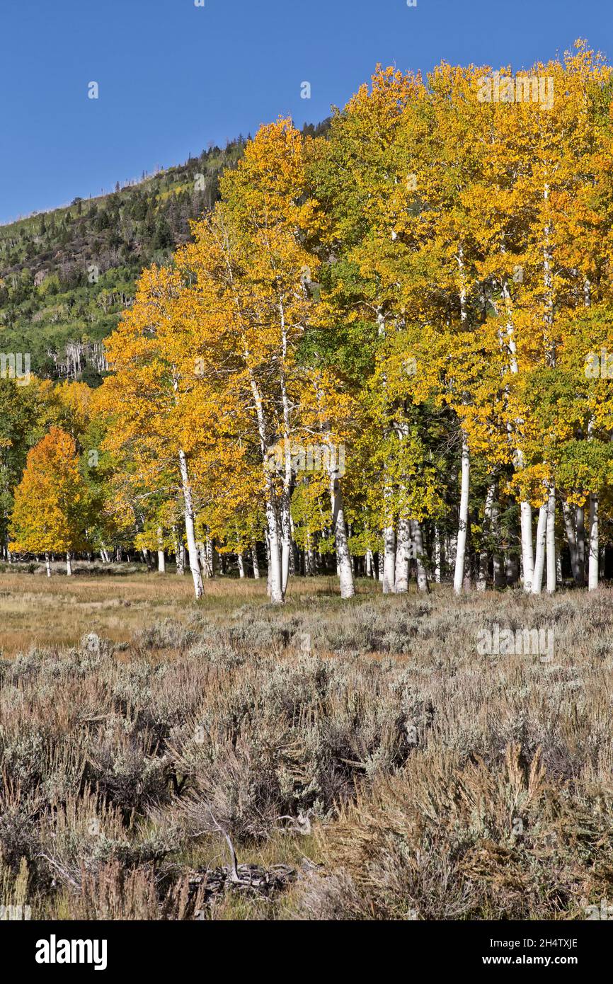 Colorful Quaking Aspen Grove  'Pando Clone', Fishlake National Forest. Stock Photo