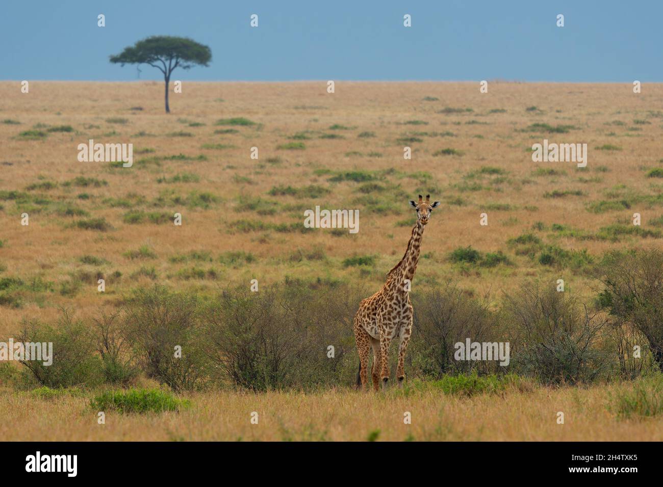 Masaai Giraffe - Giraffa tippelskirchi also Maasai or Kilimanjaro giraffe, largest giraffe, native to East Africa, Kenya and Tanzania, distinctive irr Stock Photo