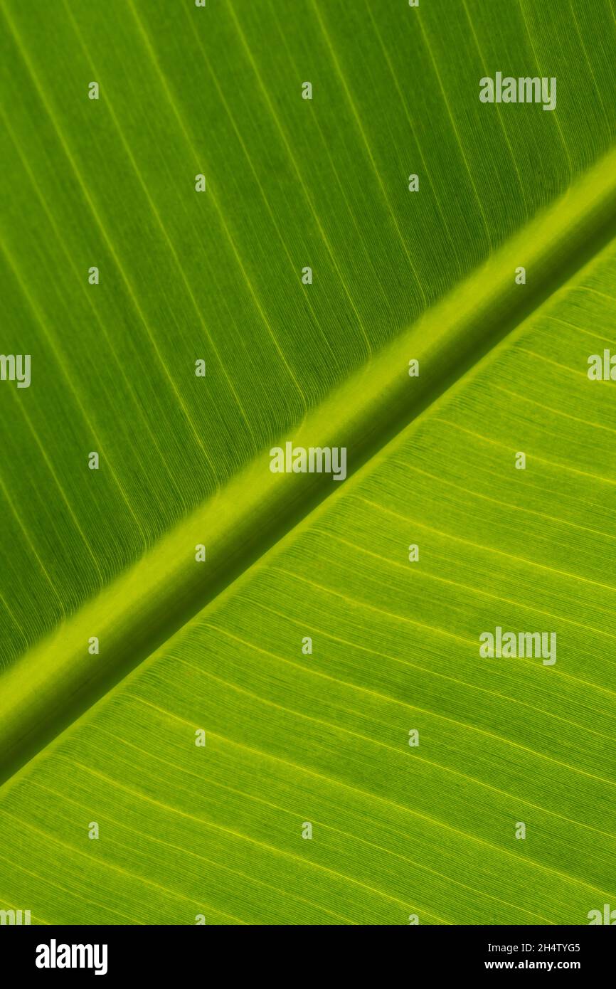 Ecological background of exotic leave. Texture of green leave of banana palm, cose-up.  Stock Photo