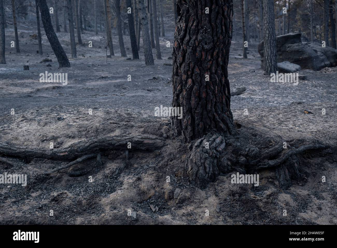 Consequences of a forest fire in Navalacruz or Navalcruz forest, Navalacruz or Navalcruz, Avila, spain Stock Photo