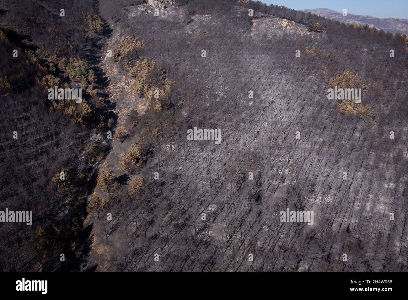 Consequences of a forest fire in Navalacruz or Navalcruz forest, Navalacruz or Navalcruz, Avila, spain Stock Photo