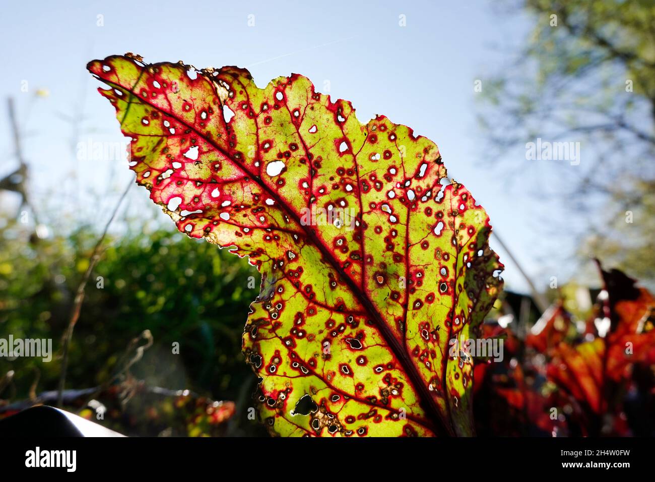 durchlöchertes Blatt einer Rote Beete (Beta vulgaris subsp. vulgaris ...