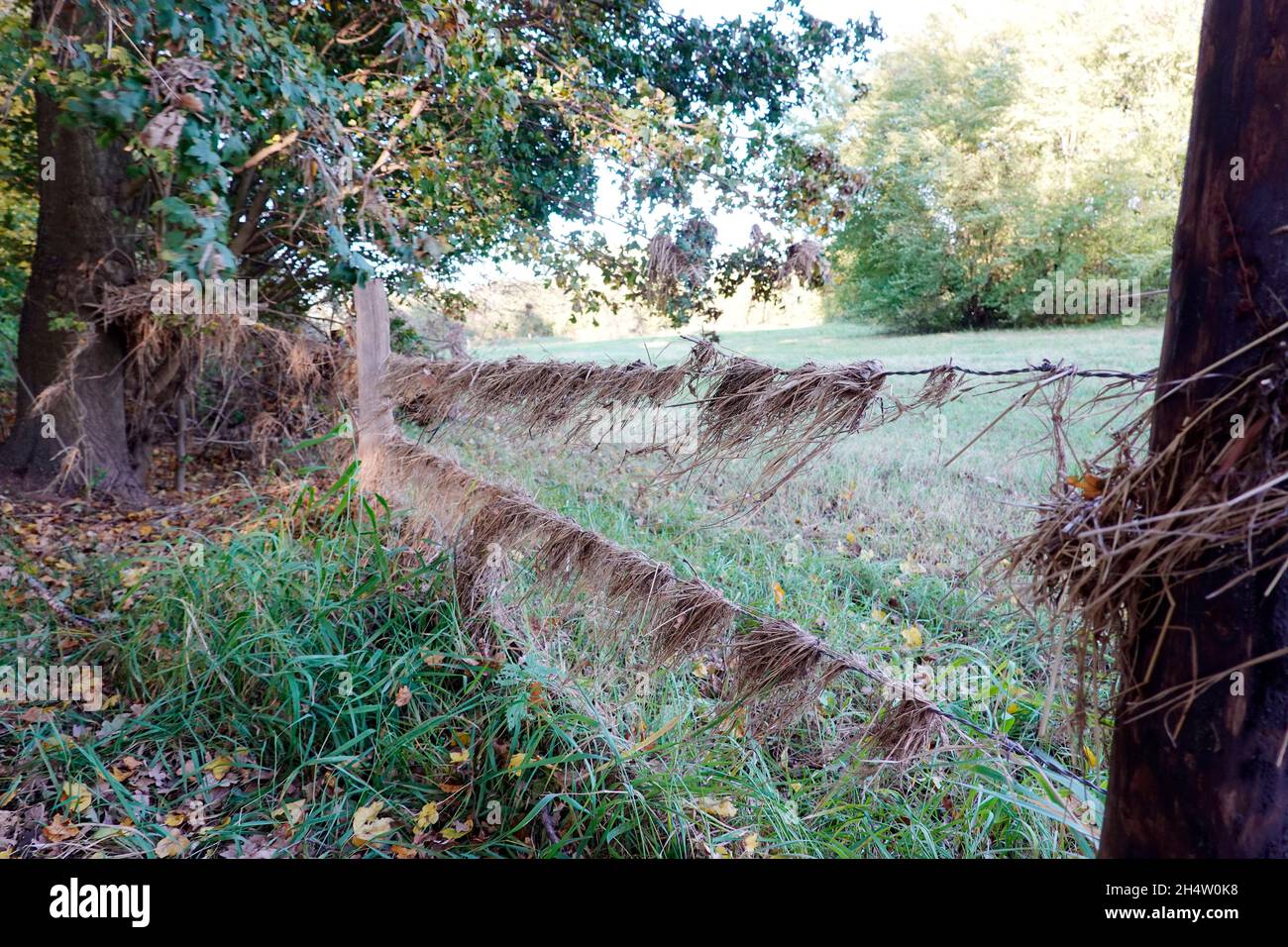 Reste vom Juli-Hochwasser der Erft hängen auch noch im Herbst an einem Weidezaun, Weilerswist, Nordrhein-Westfalen, Deutschland Stock Photo