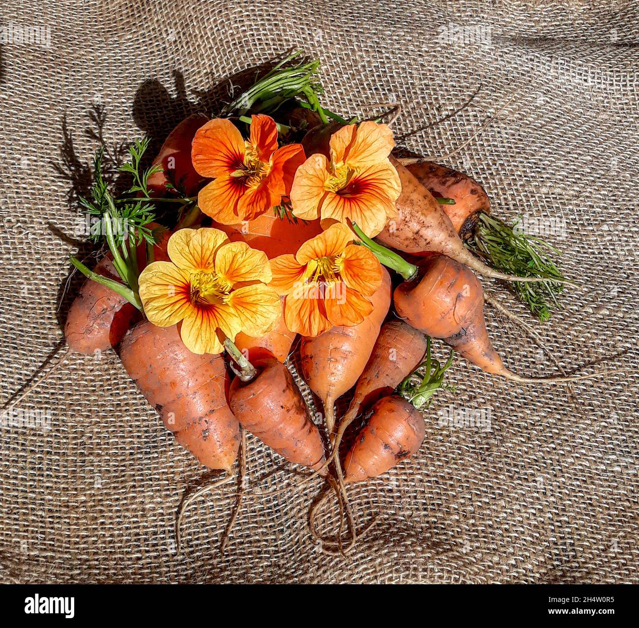 Farmer harvesting carrots hires stock photography and images Alamy