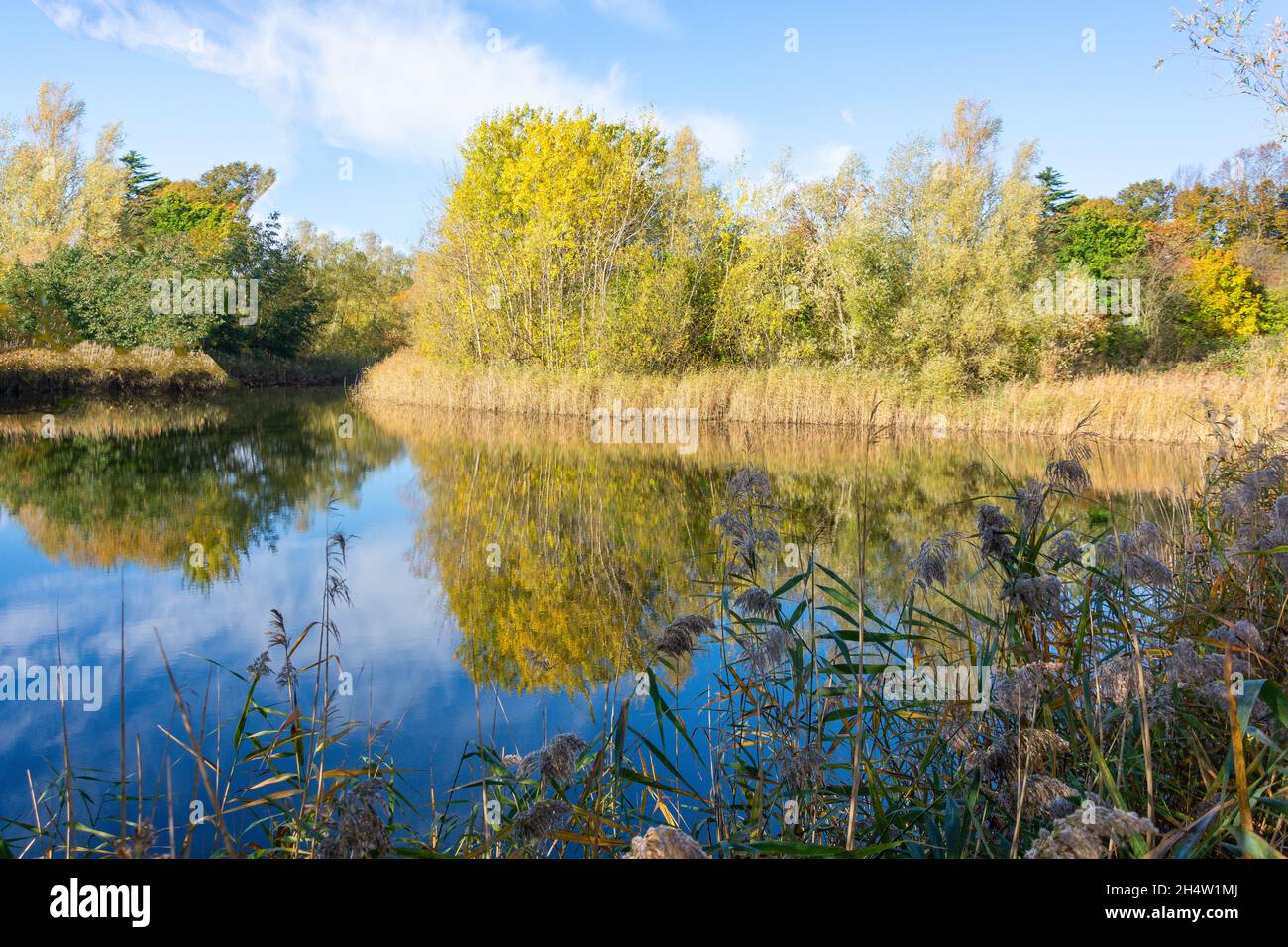 Swan Lake in autumn, Bedfont Lakes Country Park, Bedfont, London Borough of Hounslow, Greater London, England, United Kingdom Stock Photo