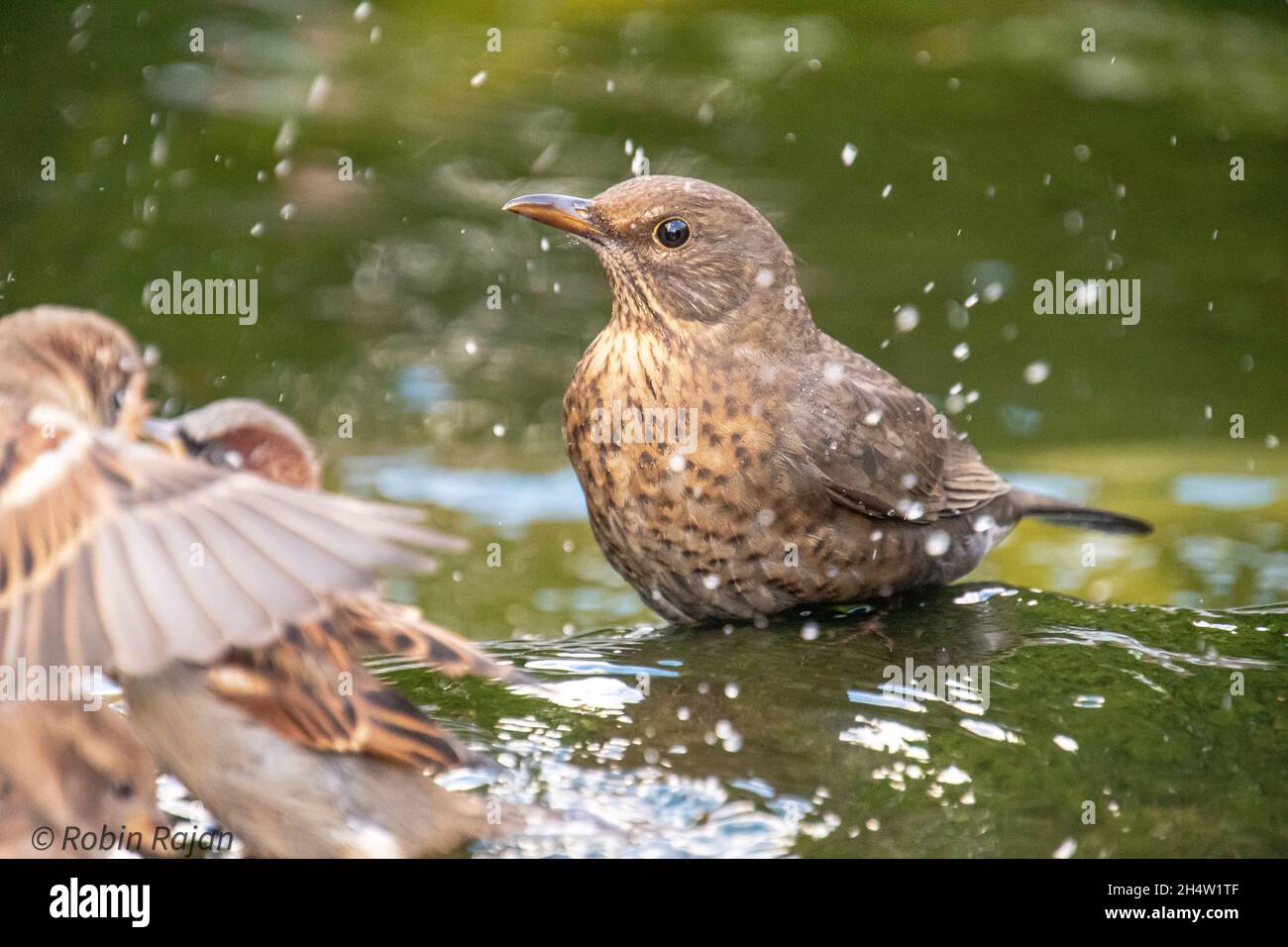 Sparrows in the water, other sparrows splashing water on it Stock Photo