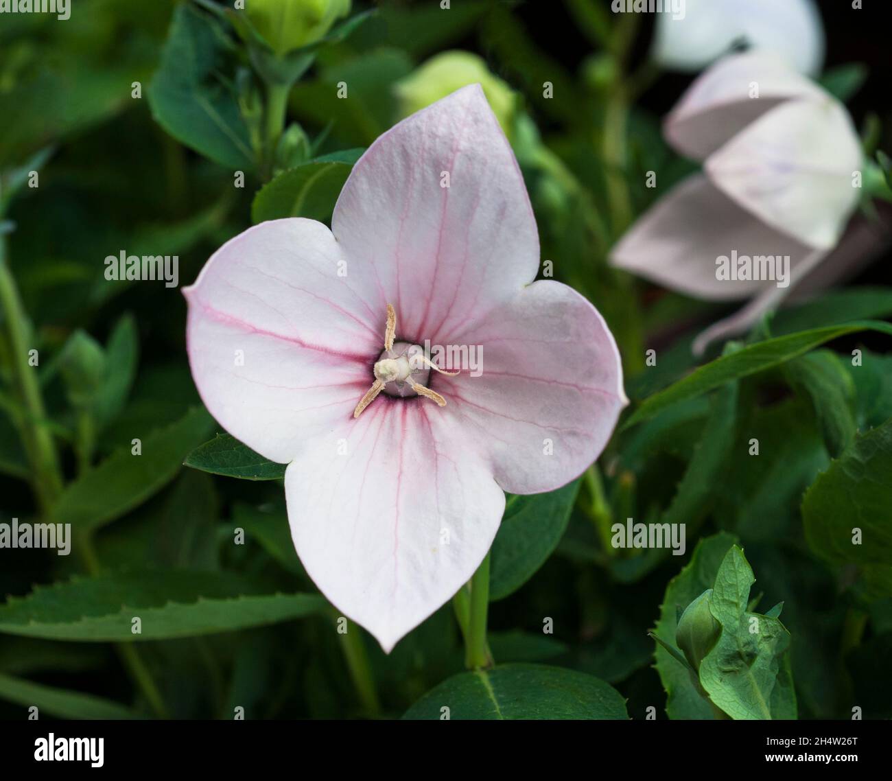 Close up of Pink Platycodon Grandiflorus or Balloon flower detail  A deciduous herbaceous perennial that is fully hardy  A border and rockery plant Stock Photo