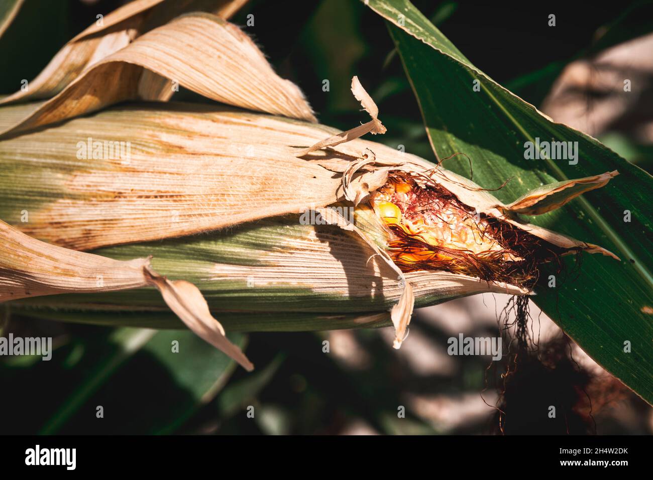 Corn on the cob in the foreground Stock Photo