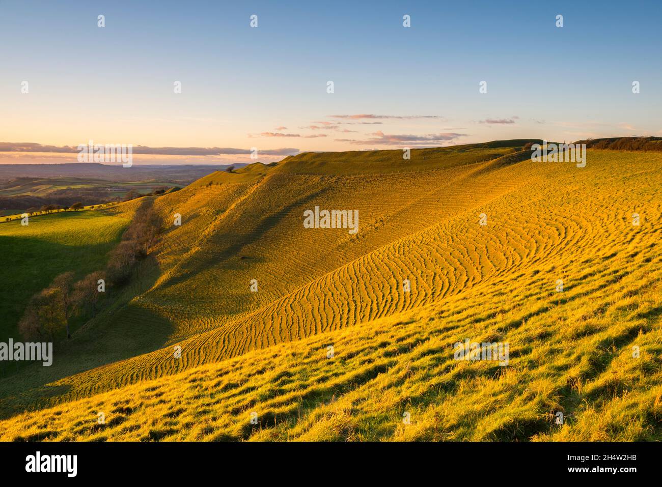 Askerswell, Dorset, UK.  4th November 2021. UK Weather.  Late afternoon autumn sunshine at Eggardon Hill iron age hill fort near Askerswell in Dorset.  Picture Credit: Graham Hunt/Alamy Live News Stock Photo