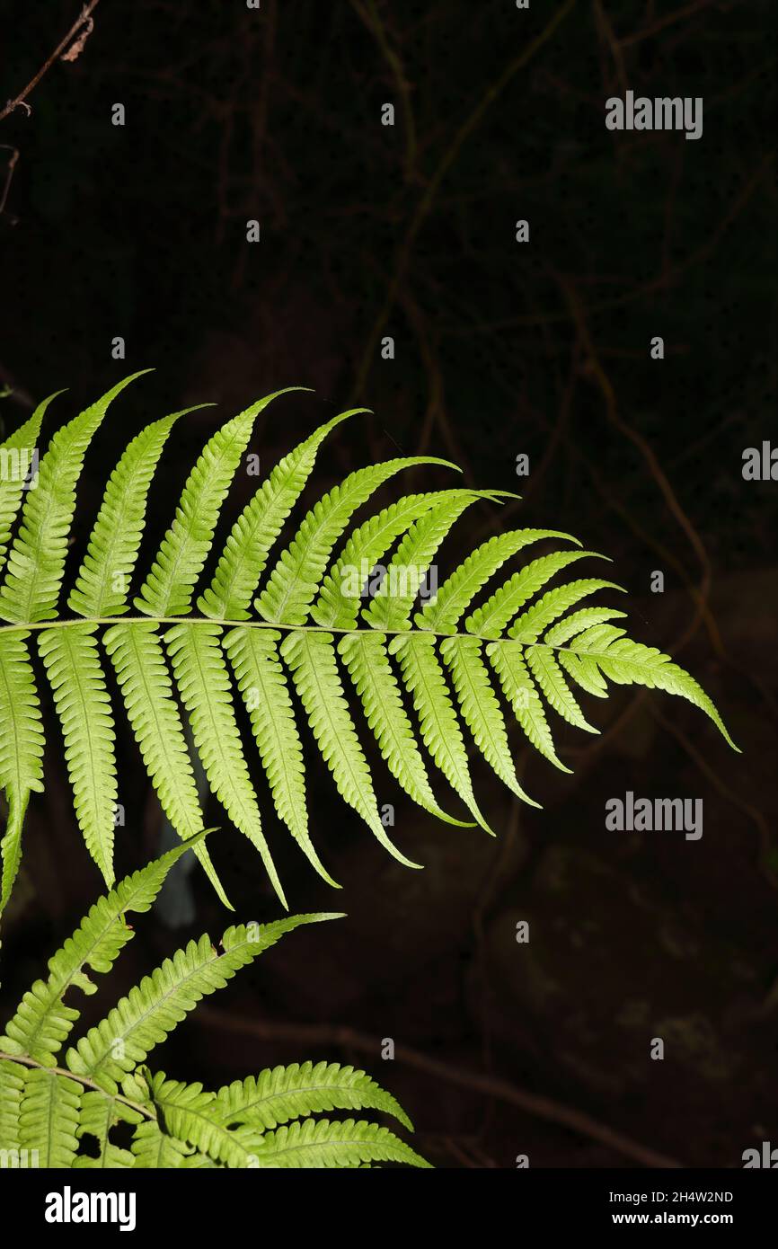 Christella dentata, a.k.a. soft fern with dark background Stock Photo