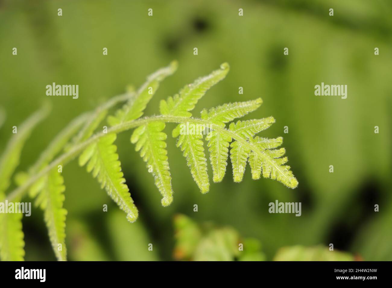 Christella dentata, a.k.a. soft fern with green blurred background Stock Photo