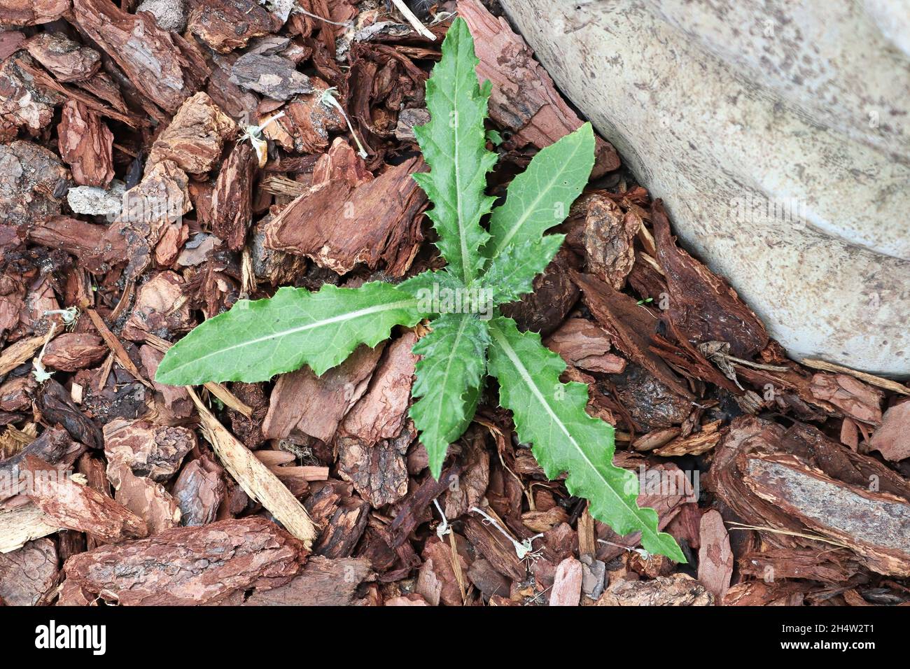 A small thistle plant growing through wood mulch Stock Photo Alamy