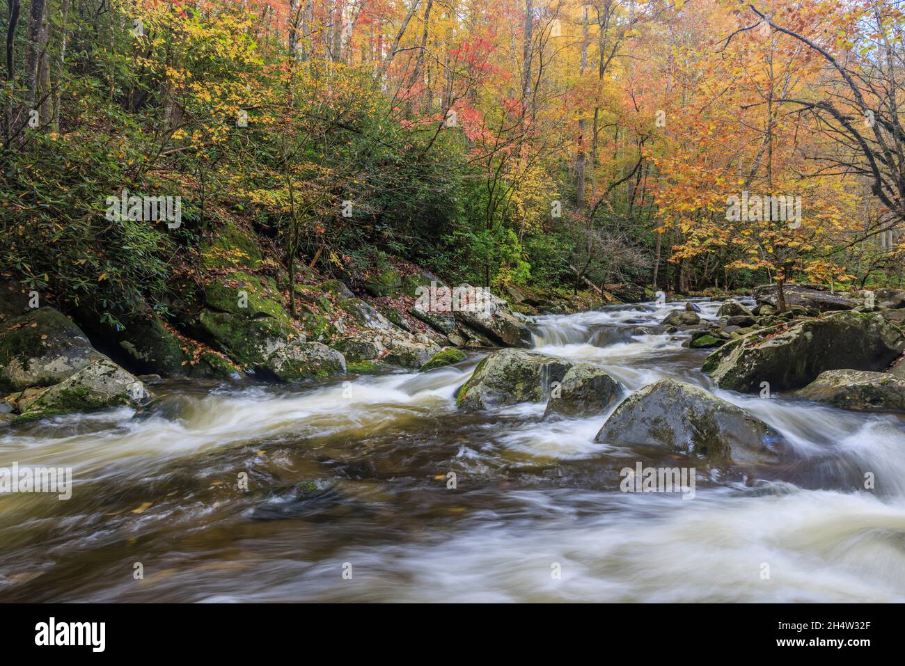 The Middle Prong Little River flows over rocks under fall foliage in Great Smoky Mountains National Park. Stock Photo