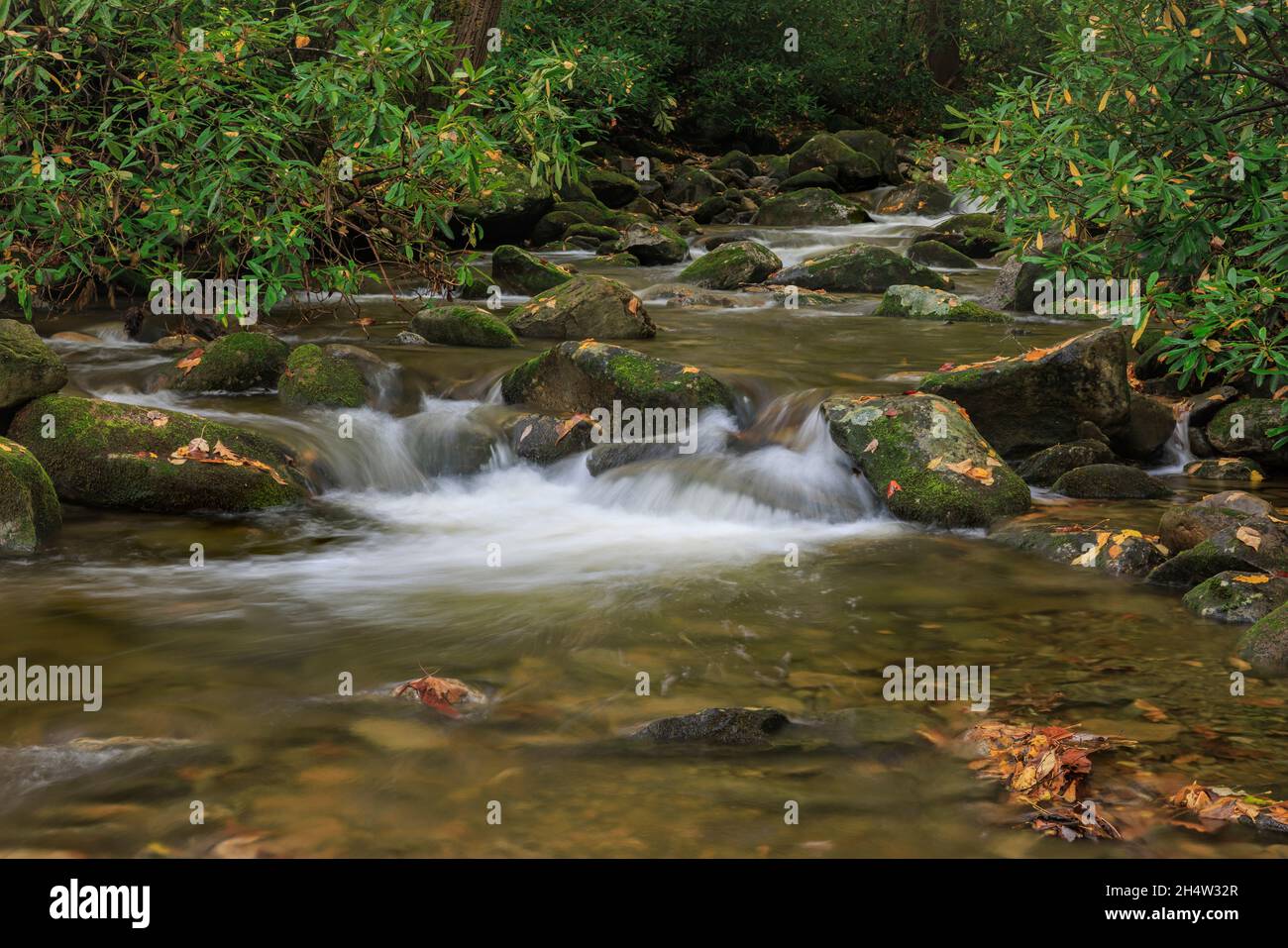 Rock Creek flows over rocks under fall foliage in the Cosby section of Great Smoky Mountains National Park. Stock Photo