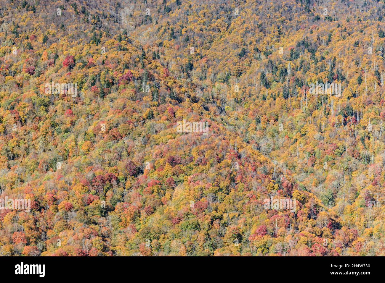 A distant view of trees in near peak fall foliage colors as viewed from Newfound Gap Road in Great Smoky Mountains National Park. Stock Photo