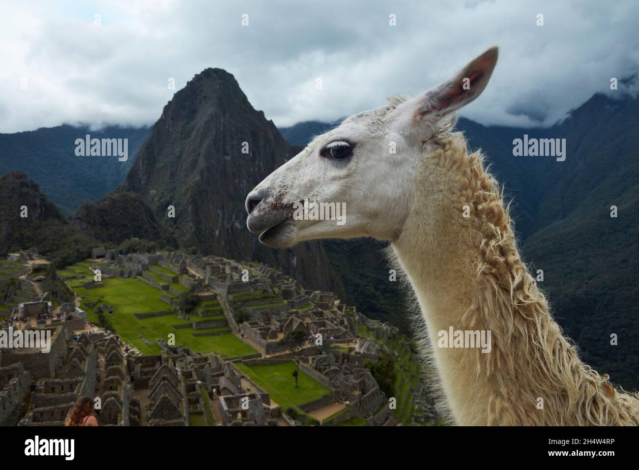 Llama at Machu Picchu Inca ruins (World Heritage Site), Sacred Valley, Peru, South America Stock Photo