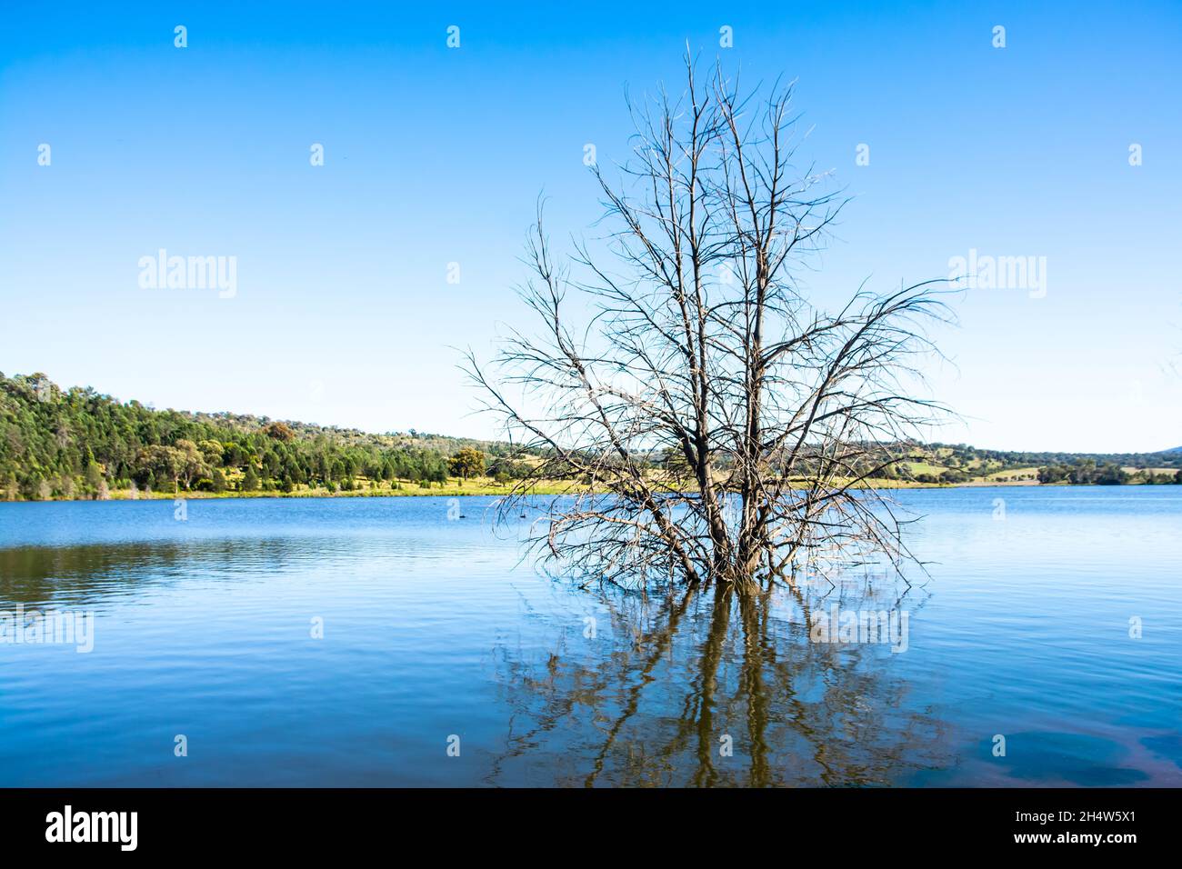 Dead tree in Quipolly Dam NSW Australia Stock Photo - Alamy