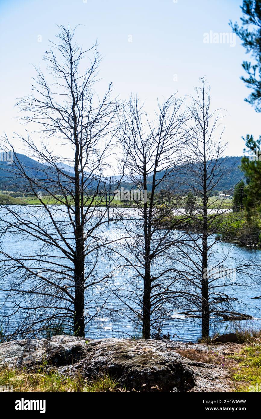 Trees in the water at Qipolly Dam NSW Australia. Stock Photo