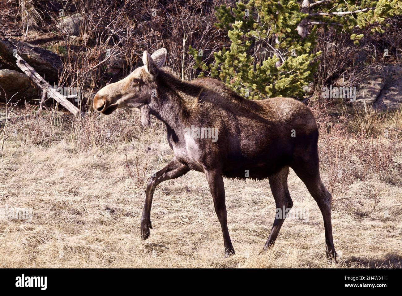 A Shiras moose ambling through a low dormant grassy meadow. Stock Photo
