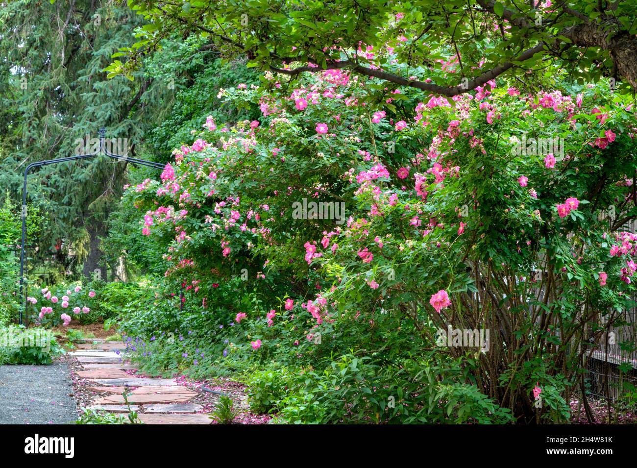 A mature shrub rose in full blossom. Stock Photo