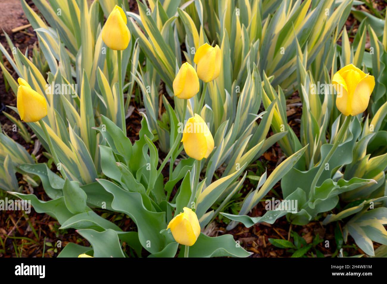 Yellow tulips are mixed with the sword like leaves of Iris pallida, commonly called Zebra Iris. Stock Photo