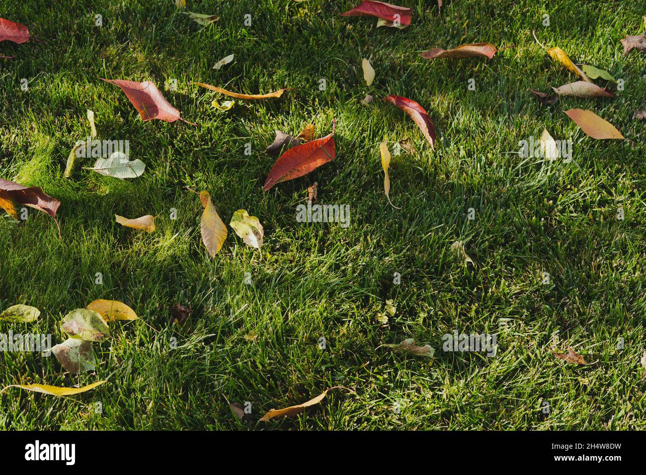 Green grass lawn with fallen leaves Stock Photo - Alamy