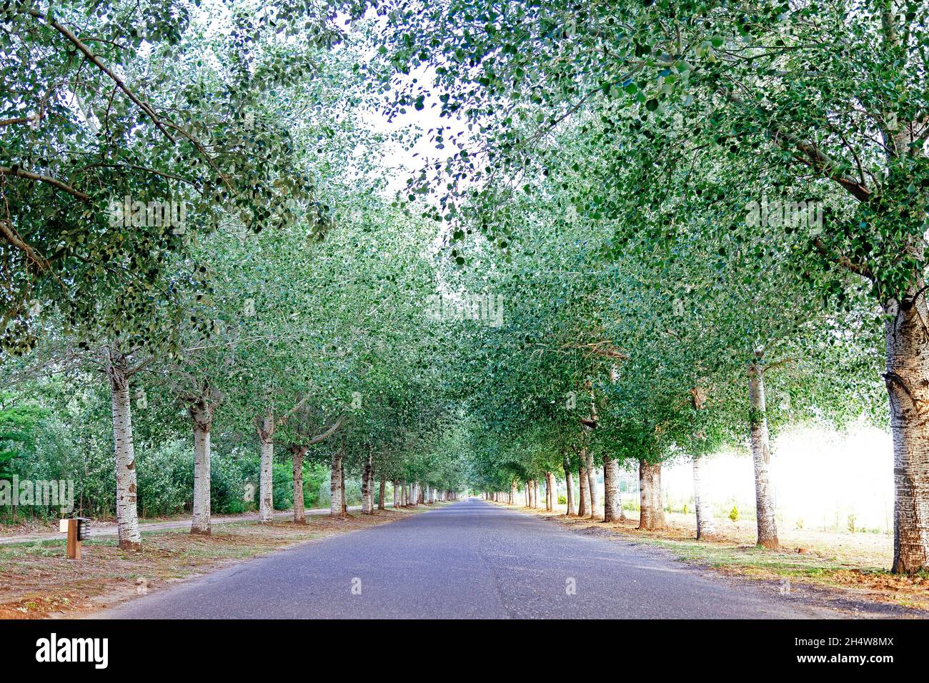 Deserted road with a tunnel of trees. Stock Photo