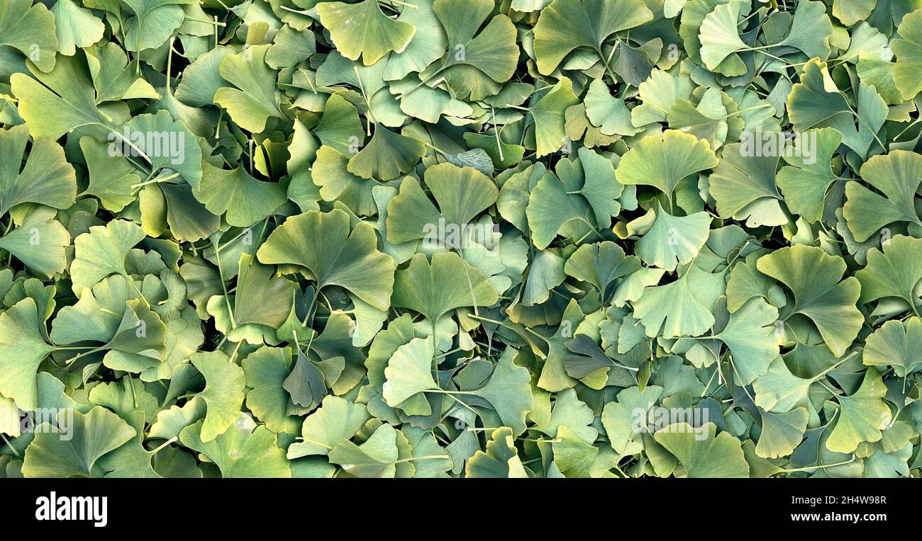 Ginkgo Biloba leaf background as a herbal medicine concept and natural phytotherapy medication symbol for healing. Stock Photo