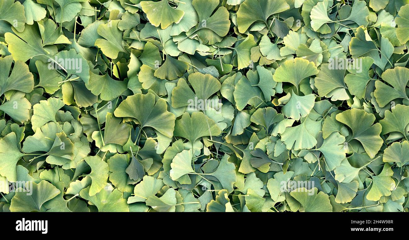 Ginkgo Biloba leaf background as a herbal medicine concept and natural