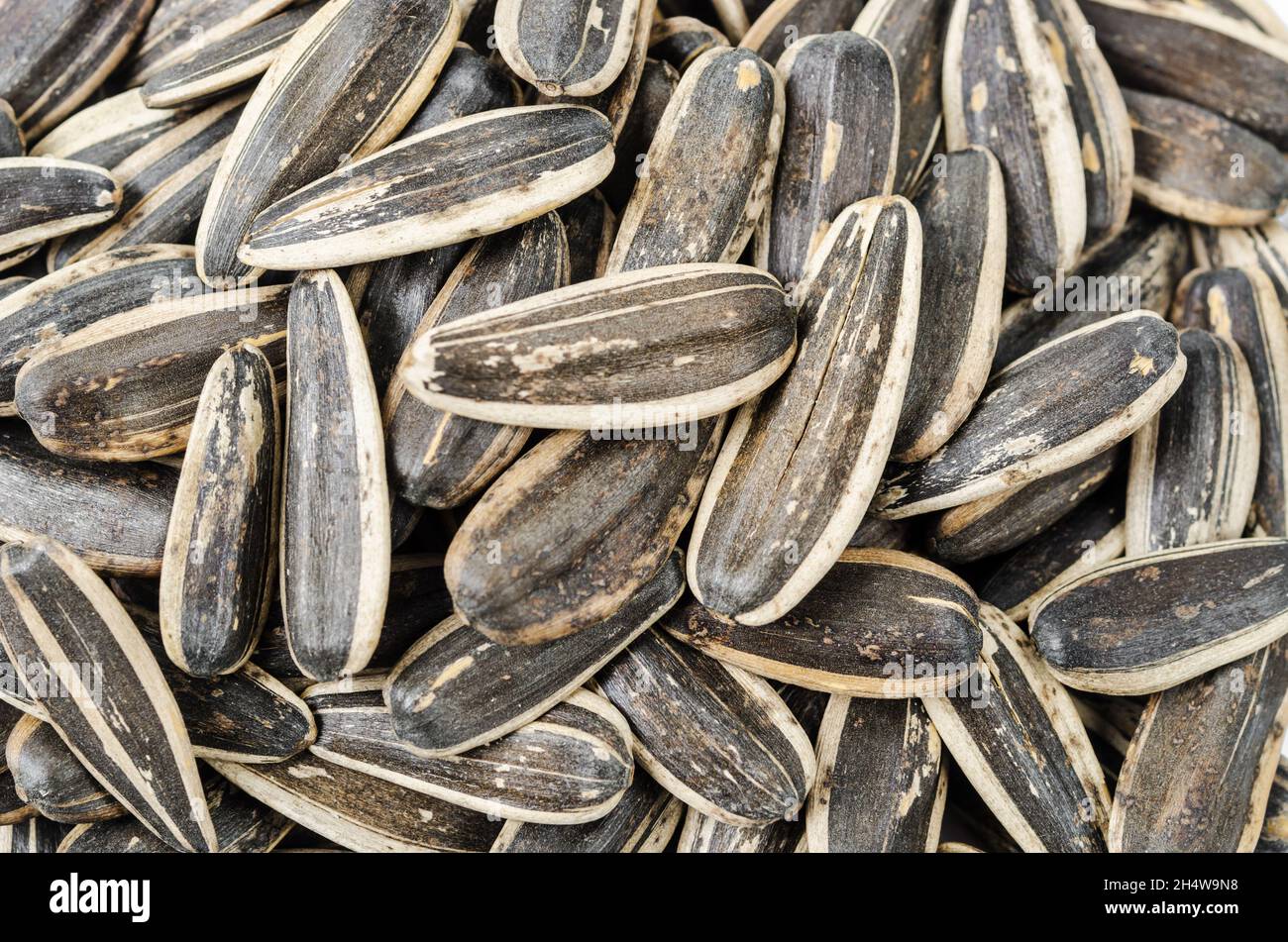 roasted peeled sunflower seeds texture as background Stock Photo - Alamy