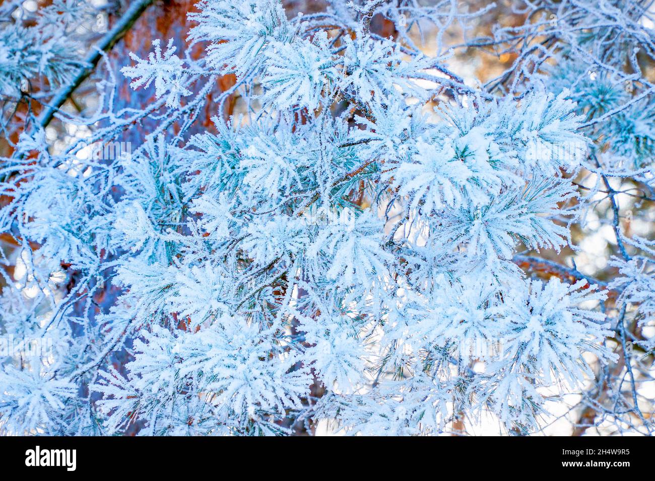 Christmas branch of spruce pine covered with snow Stock Photo - Alamy