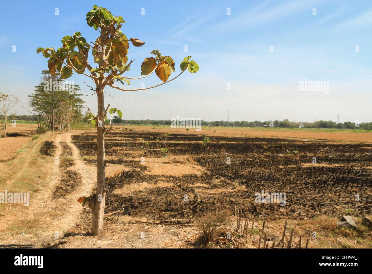 Long droughts cause agricultural areas to experience drought, some plants die and harvest failures due to climate change Stock Photo