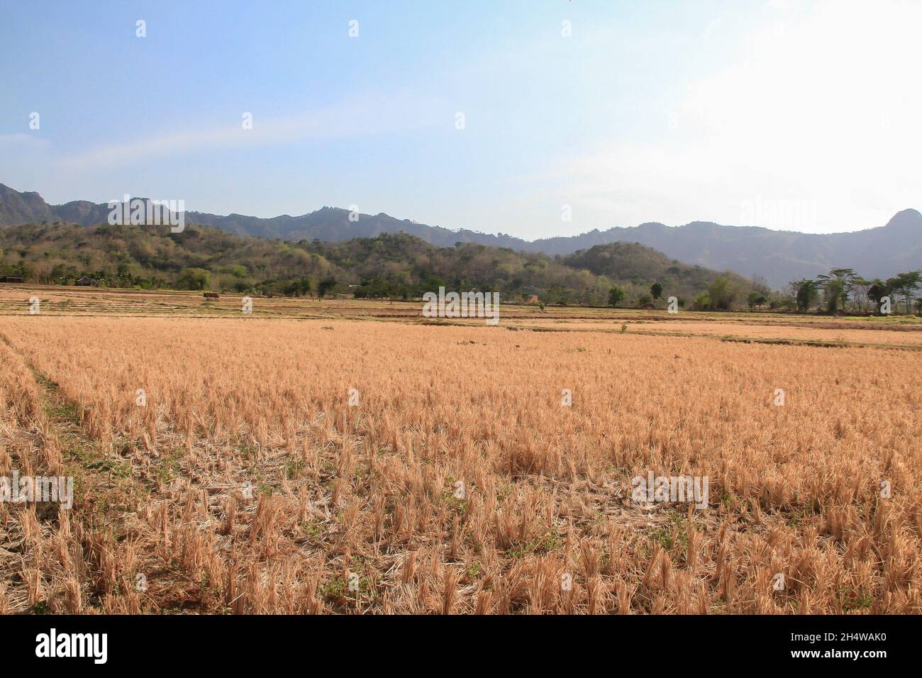 Long droughts cause agricultural areas to experience drought, some plants die and harvest failures due to climate change Stock Photo