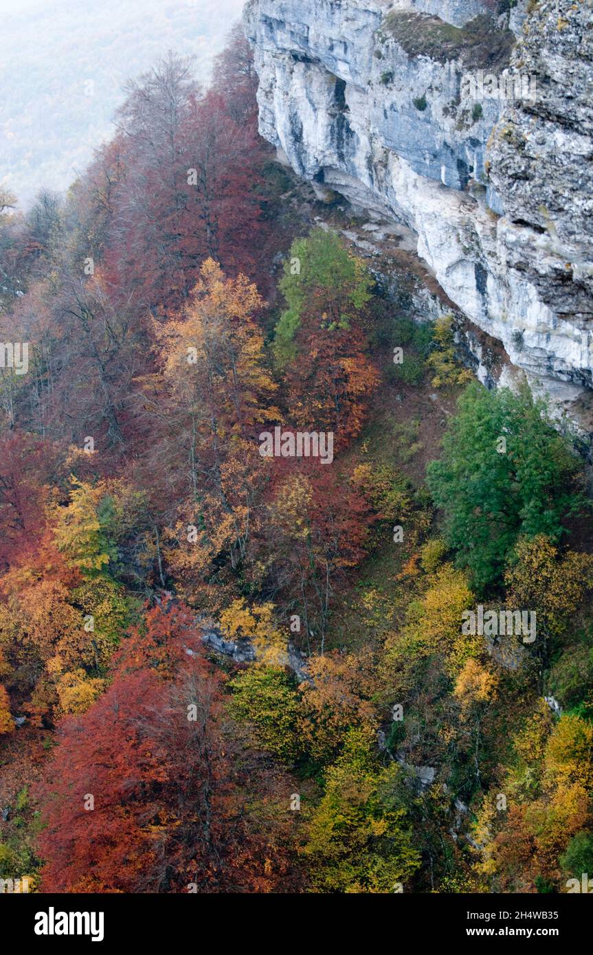 Yellow and red trees in a forest in autumn. Navarra, Spain, Europe