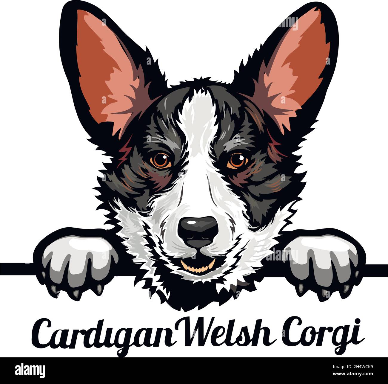 Cardigan Welsh Corgi - Color Peeking Dogs - dog breed. Color image of a dogs head isolated on a white background - vector stock Stock Vector