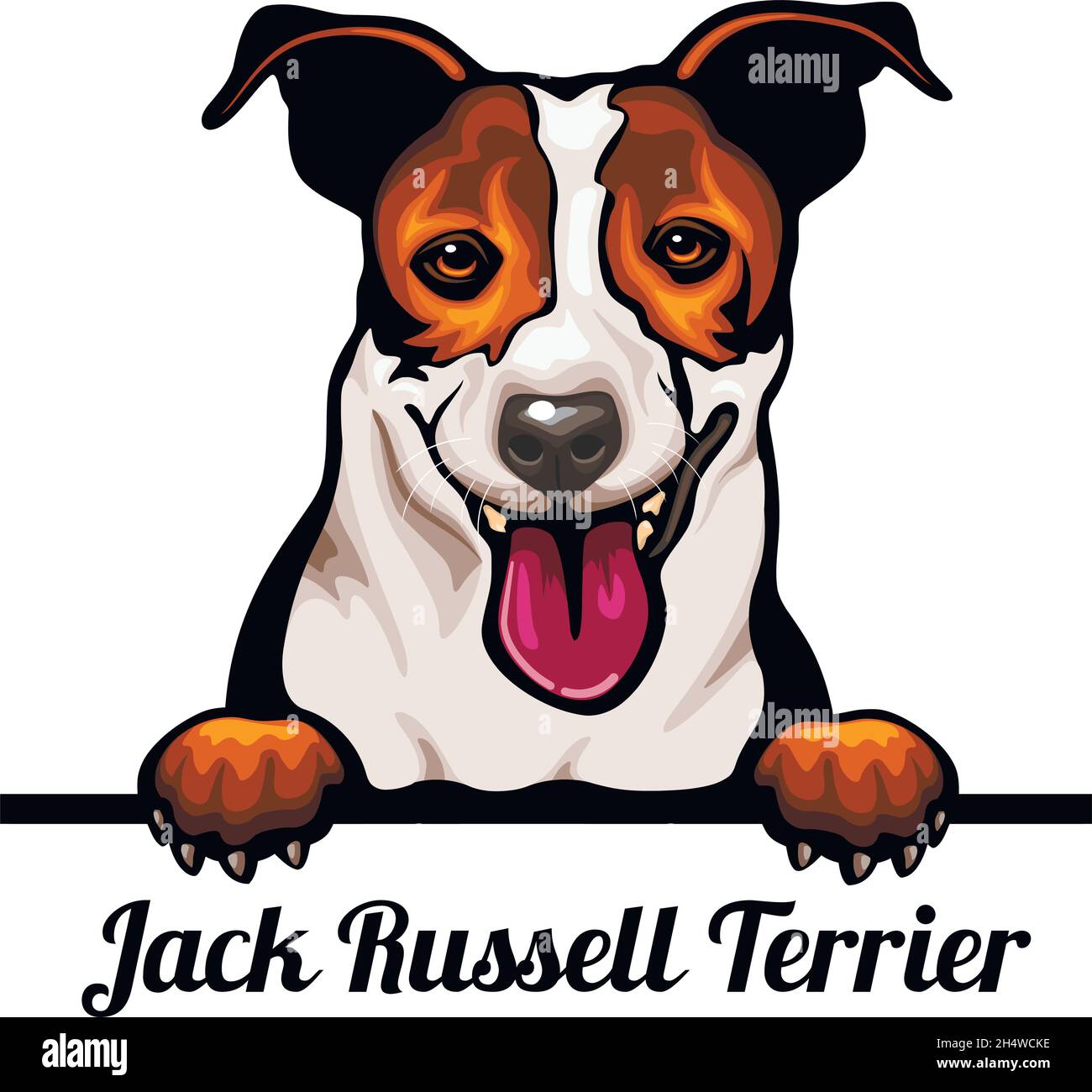 Jack Russell Terrier - Color Peeking Dogs - dog breed. Color image of a  dogs head isolated on a white background - vector stock Stock Vector Image  & Art - Alamy
